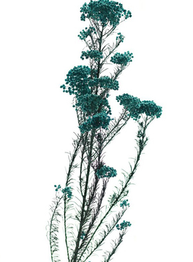 永生花艺术天然干花插花