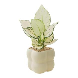 北欧ins造型造型九里香绿植盆栽花卉办公室内桌面摆件净化空气除