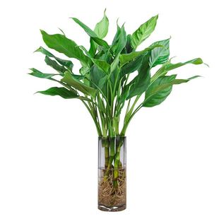 万年青盆栽水培植物室内好养四季常青大叶绿萝富贵竹净化空气客厅