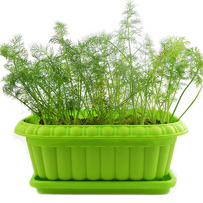 农家盆栽食用春季阳台蔬菜种子