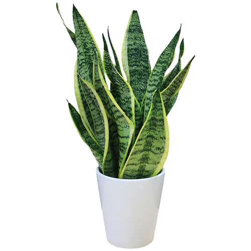 金边虎皮兰盆栽花卉绿植水培植物办公室内好养易活净化空气虎尾兰