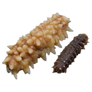 印尼刺王参野生黑刺参深海天然野生小刺黄海参干货正品非即食辽参