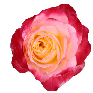 天狼月季红双喜多季黄红复色浓香灌木/切花月季玫瑰盆栽苗大丰花