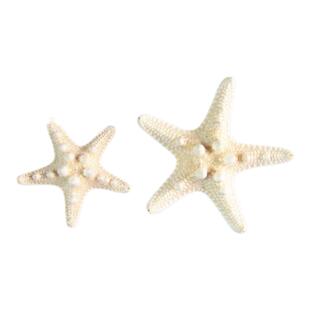 新款小清新浪漫渡假森林系正品天然真海星发夹边夹原创手工饰品