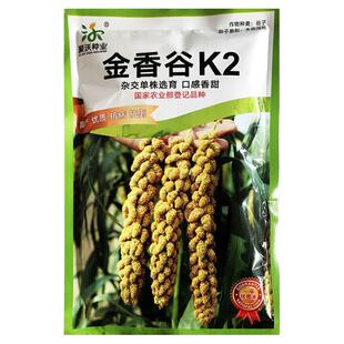 金香谷K2黄谷种子杂交高产小米种籽抗病抗倒伏稻谷口感香甜谷种孑