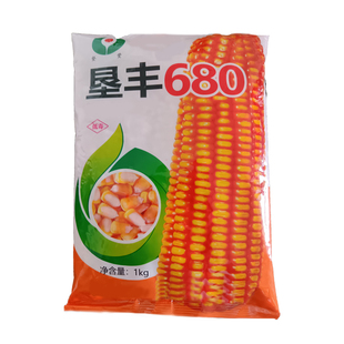 西南春玉米垦丰680玉米种子穗轴红色籽粒黄色适宜中高海拔种植