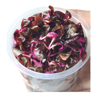 血心兰无菌水草杯丹麦红玫瑰鱼缸水草植物真草造景阴性前景水草