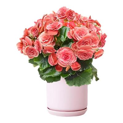 花总裁丽格海棠重瓣30天养死包赔