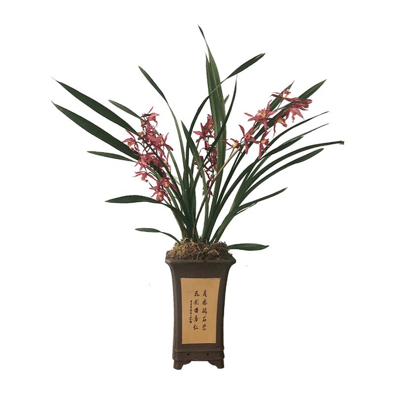 兰花苗 建兰四季兰 紫霞仙女 兰花 浓香红花墨兰绿植物花卉盆栽