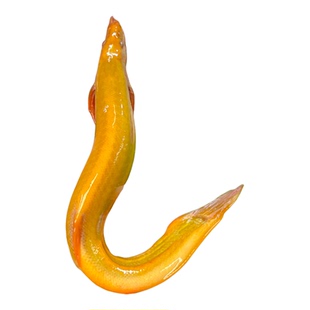 黄金泥鳅冷水观赏鱼黄金泥鳅鱼缸清洁工具鱼清道夫好养耐活鱼包邮