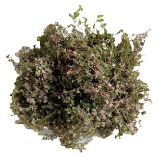 新鲜地锦草血见愁奶汁草红莲草铁线小红筋草奶浆草小飞杨草