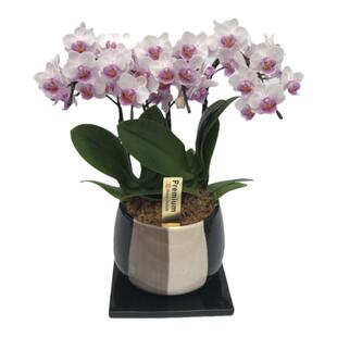 （仅限发上海）情人节教师节伴手礼日本椎名sheena迷迪蝴蝶兰盆栽
