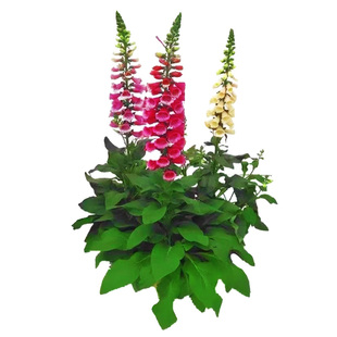 毛地黄花苗盆栽多年生宿根花卉耐寒植物阳台好养庭院常绿好养易活