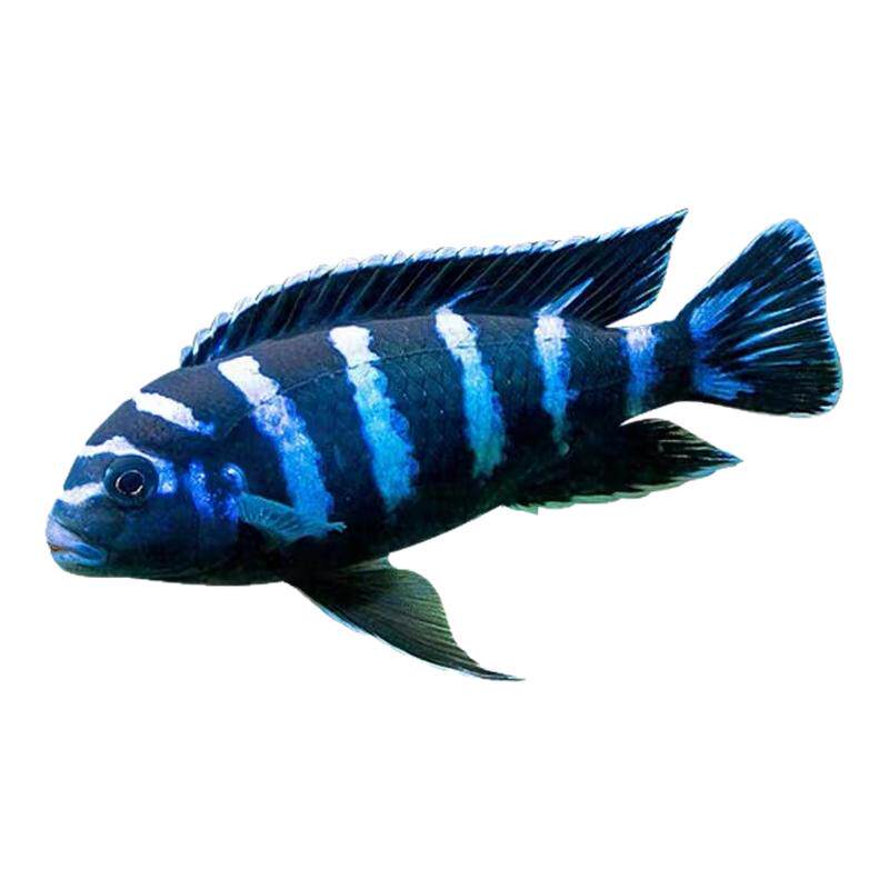 特蓝斑马三湖慈鲷热带观赏鱼水族活体鱼缸岩栖类坦鲷鱼易养艳丽