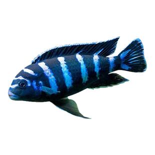 特蓝斑马三湖慈鲷热带观赏鱼水族活体鱼缸岩栖类坦鲷鱼易养艳丽