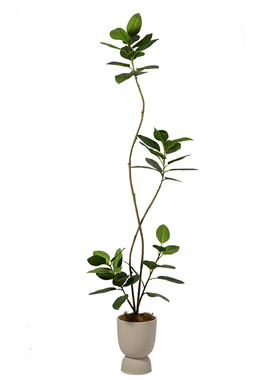 森空间仿真绿植高山榕