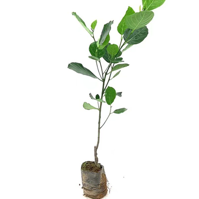 高州珍珠菠萝蜜苗无粘木菠萝树苗当年结果木菠萝带土带叶发货包邮
