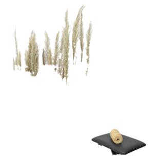 芦苇草干花拂尘花真实干花束橱窗装饰客厅落地式摆件婚庆道具插花