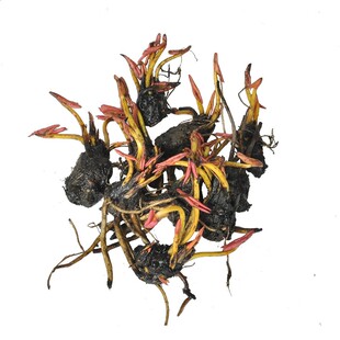 迷你小睡莲带芽根块家庭盆栽水培水生植物四季花卉碗莲根块茎种根