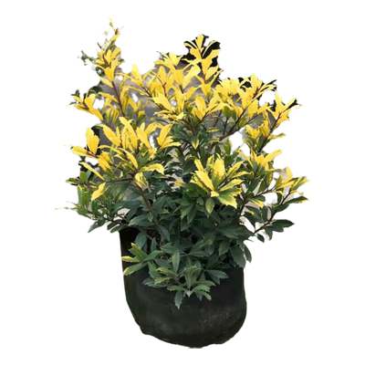 华明月花镜植物黄金苟骨球