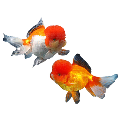 鸿运当头鱼观赏鱼鹤顶红狮子头金鱼活鱼丹顶冷水鱼淡水好养耐活鱼