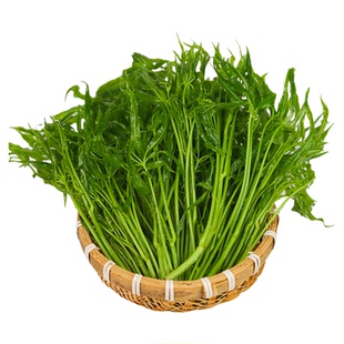云南鸡脚菜新鲜嫩芽现摘菜叶农家德宏傣族刷把火镰菜野菜刷帚菜