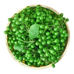 2025山胡椒新鲜木江子做山胡椒辣椒非野生四川特产木姜子食用现采