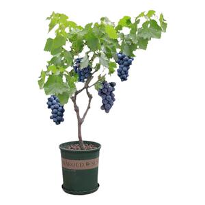 巨峰葡萄苗大蓝宝石葡萄树苖果树果苗南北方种植爬藤盆栽当年结果