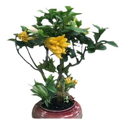 金华佛手柑盆景可食用驱蚊易养活