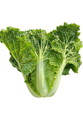 麻叶火锅菜种子皱叶大白菜蔬菜种