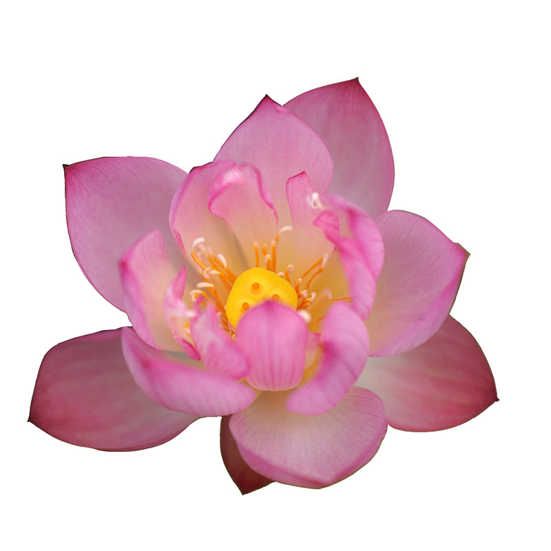 非栽培季节周劲松盆栽碗莲花种子