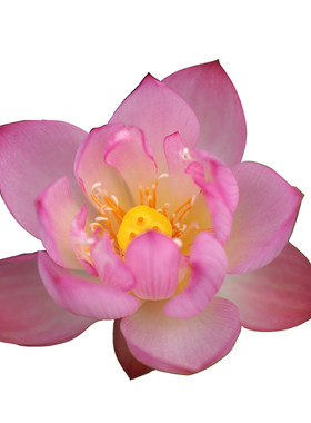 非栽培季节周劲松盆栽碗莲花种子