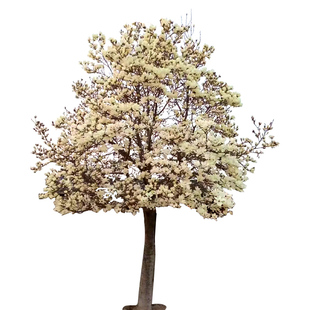 白玉兰花树苗带花苞广玉兰树室外庭院别墅大门口风景树农村门前树