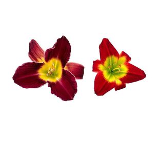 多年生宿根耐寒耐热进口花卉大花萱草花苗花园别墅庭院花境植物