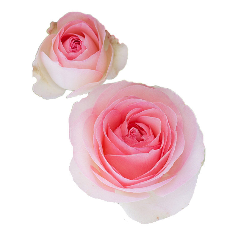 藤本蔷薇花苗爬藤欧洲月季大花拱门花墙龙沙宝石玫瑰花苗庭院开花