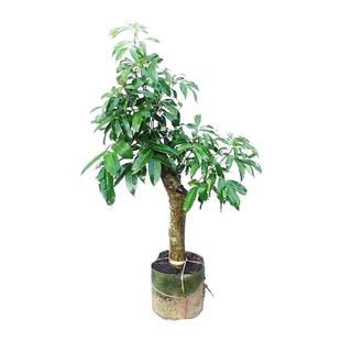 广西发货无核荔枝树苗冰荔枝妃子笑荔枝苗糯米糍荔枝苗桂味荔枝苗