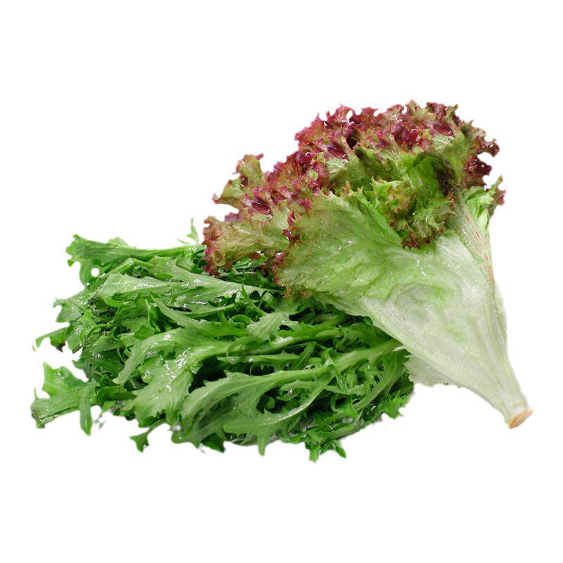 红叶苦菊新鲜蔬菜组合沙拉食材