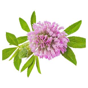 进口草坪种子暖季型草籽三叶酢浆草 红三叶草 白三叶草种子