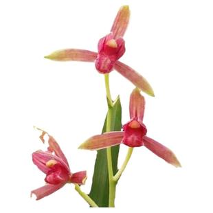 高端老种四季建兰花苗半江红精品色花小国魂市长红带花浓香好养卉