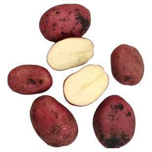 红皮土豆种原种孑种子马铃薯种黄心带芽原种秋季种的种籽