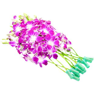 新鲜洋兰花 杨兰花马兰花万代兰 12支/把 火锅日料西餐摆盘装饰花