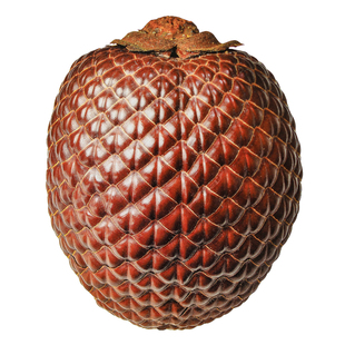 进口麟果棕果实标本干花棕榈科种子天然文玩把件收藏设计植物花材