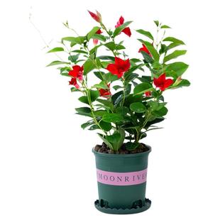 粉色双喜藤万里飘香藤盆栽带花红禅攀援阳台无刺爬藤植物四季庭院