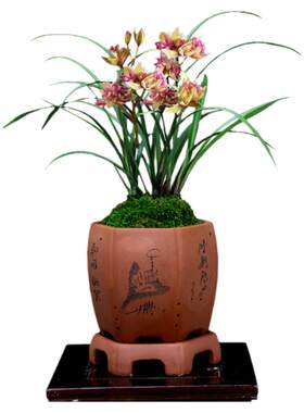 老种四季建兰富山奇蝶带花香好养