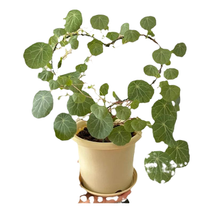 红藤圆叶山乌龟绿藤常春藤爬山虎懒人绿植好养活生命力强庭院美观