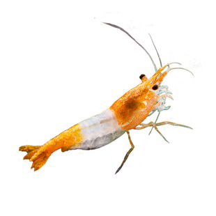 鲜活体观赏虾淡水鱼缸除藻工具虾樱花虾米水晶虾极火虾小宠物虾苗