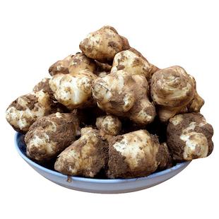 新鲜洋姜现挖精选大个10斤农家蔬菜脆嫩泡酱菜甜嫩地姜菊芋鬼子姜