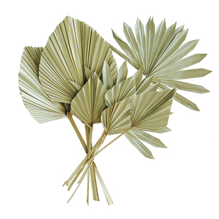 北欧ins进口小蒲扇叶干花树叶客厅桌面橱窗装饰太阳蒲葵棕榈叶子