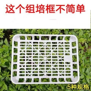 加厚组培框铁皮石斛苗培育托盘耐高温盘专用育苗框加厚塑料组框PP