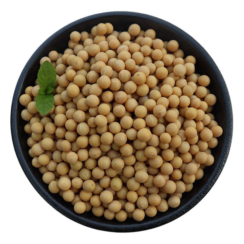 生豆芽专用黄豆非转基因500g新货